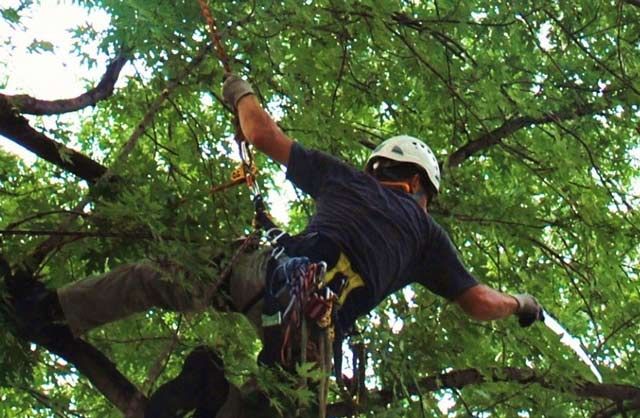 Factors Within The Tree Care Industry