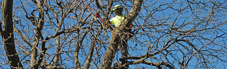 Offer Storm Cleanup