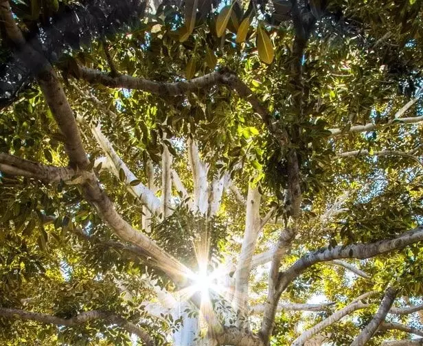 Two Tips to Promote Your Tree Service Digitally More Effectively with Less Money