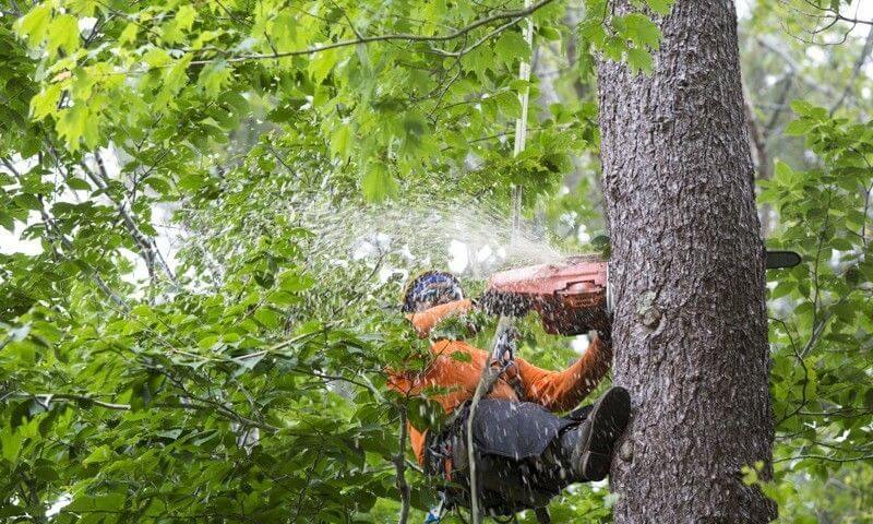 Who Needs Arborist Insurance?