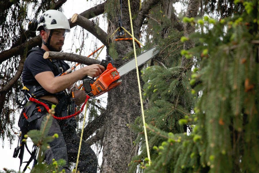Keeping Tree Care Workers Safe