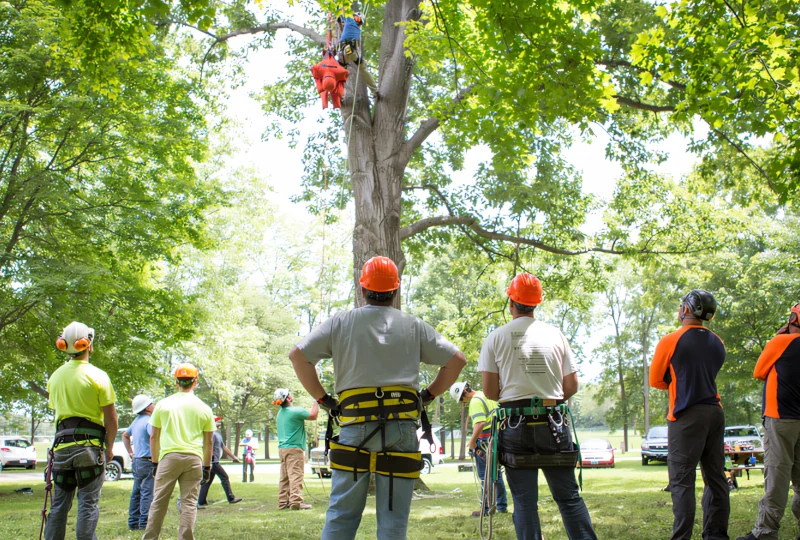 Climbing Techniques and Safety Tips for Arborists