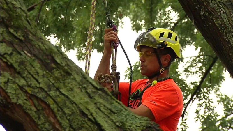 Tree Climbing for Arborists - Continuing Education at the New York