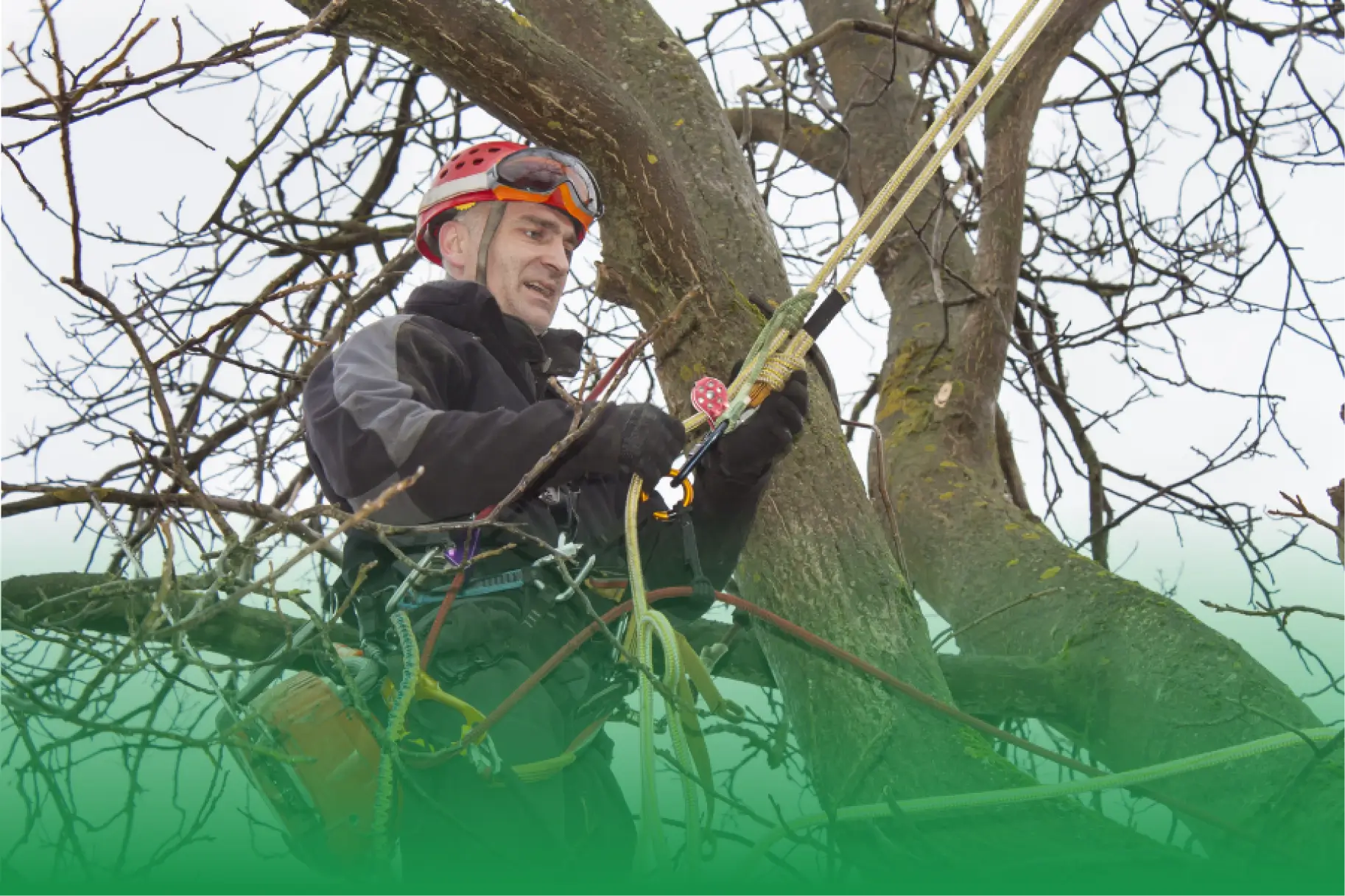 Top 6 Innovations in Tree Care for 2024: What You Need to Know
