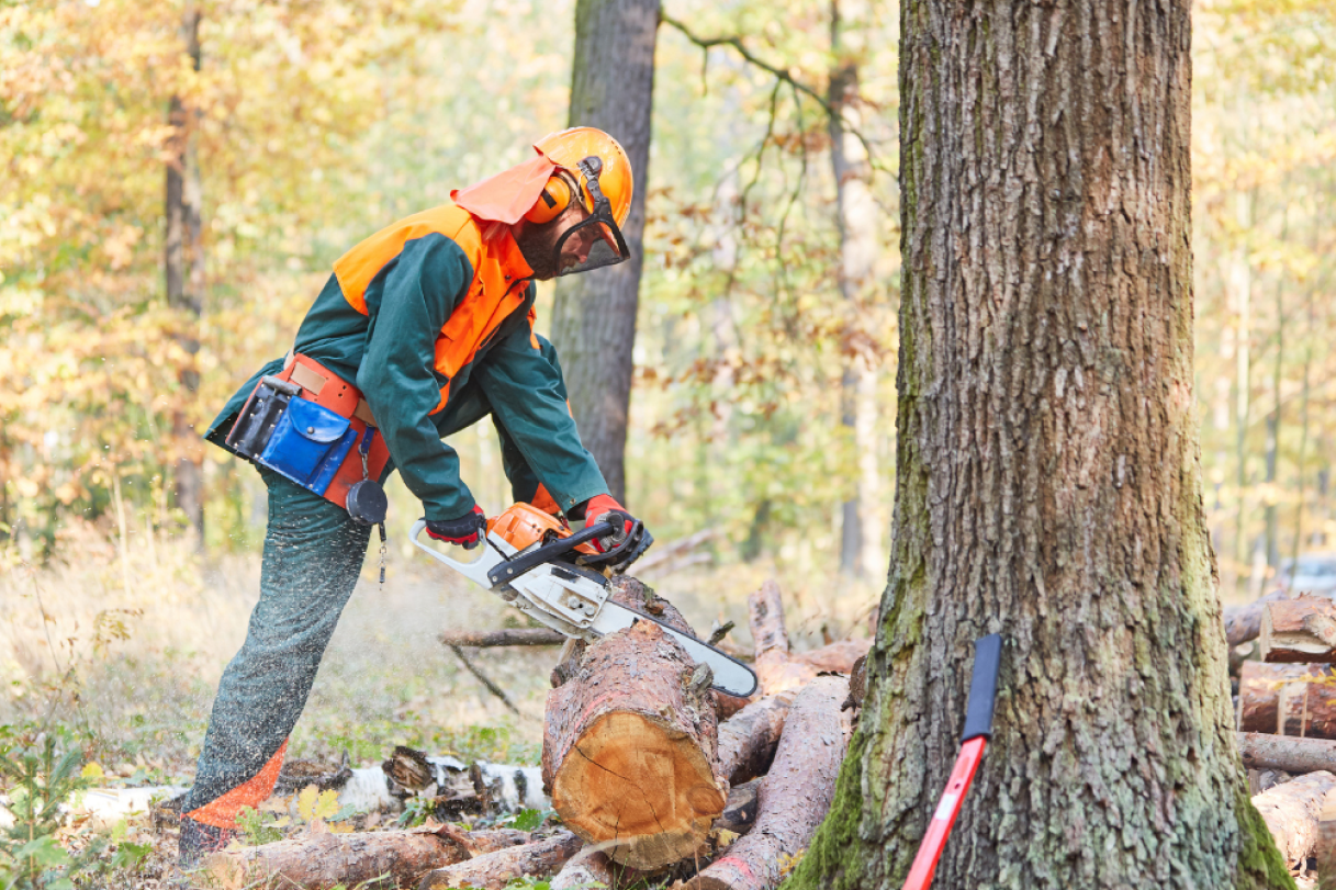 Technical Expertise: The Core of Tree Care