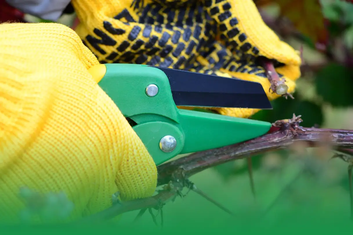 The Reasons Why Winter is the Pruning Season for Tree Care Companies