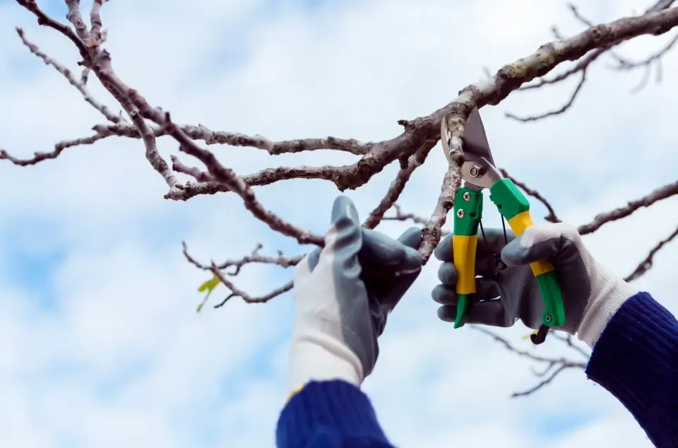 The Art and Science of Pruning: Best Practices for Healthy Trees