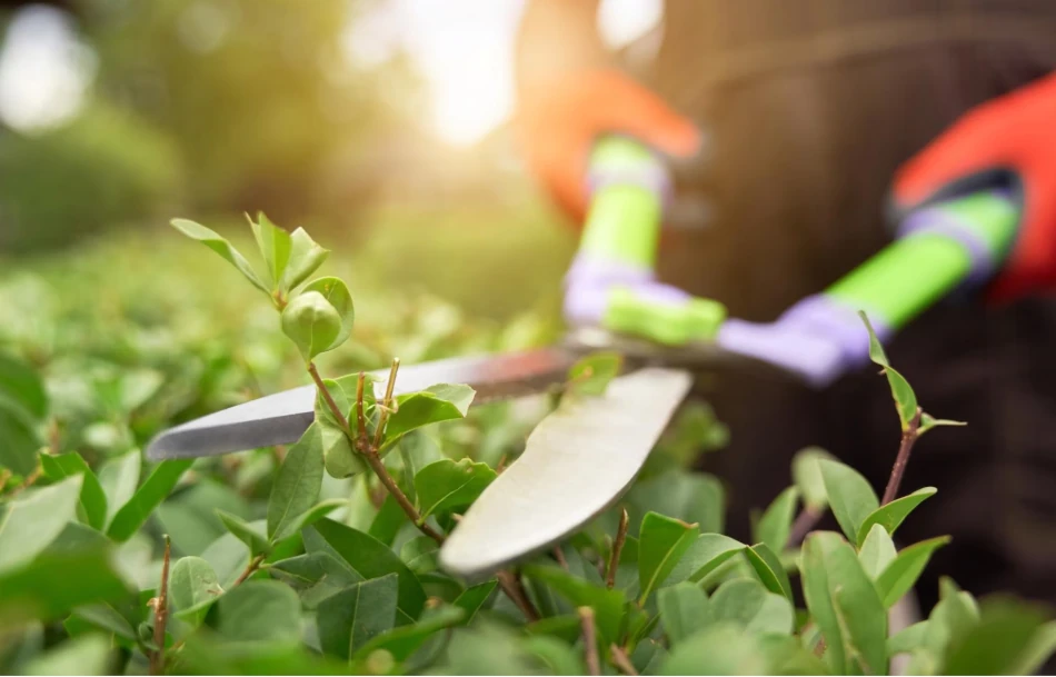 Chainsaws and Pruners