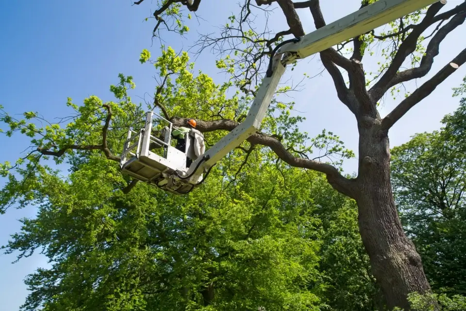 A Comprehensive Guide to Tree Cabling and Bracing Techniques for Professional Arborists