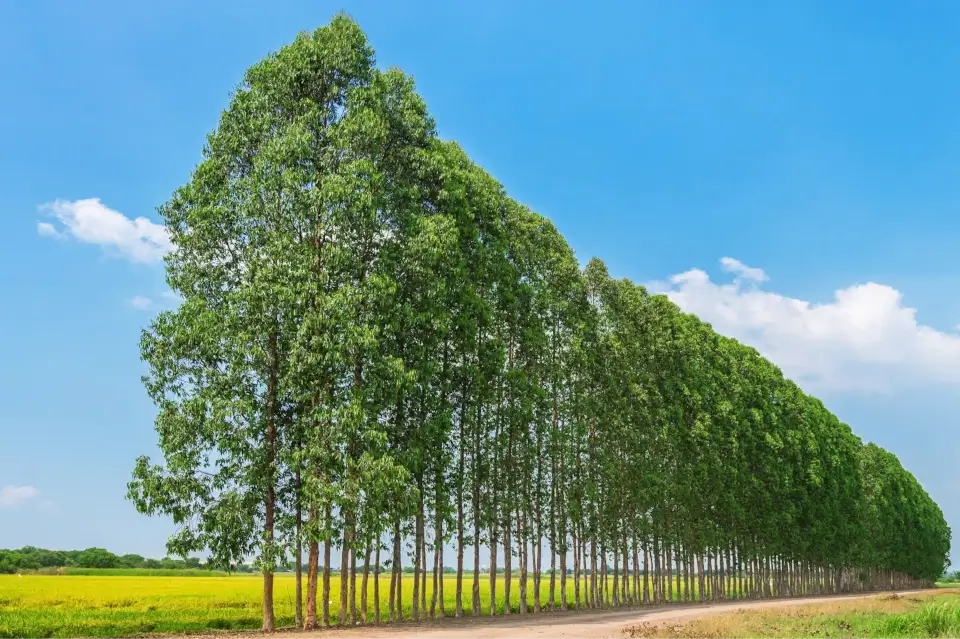 The Role of Trees in Climate Change Mitigation: Crucial Insights for Arborists