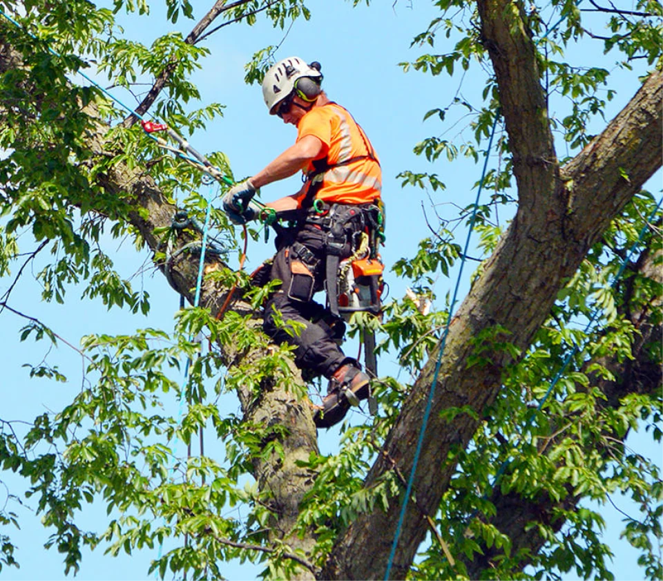 Tree Cabling and Bracing: Reinforcing Structural Integrity