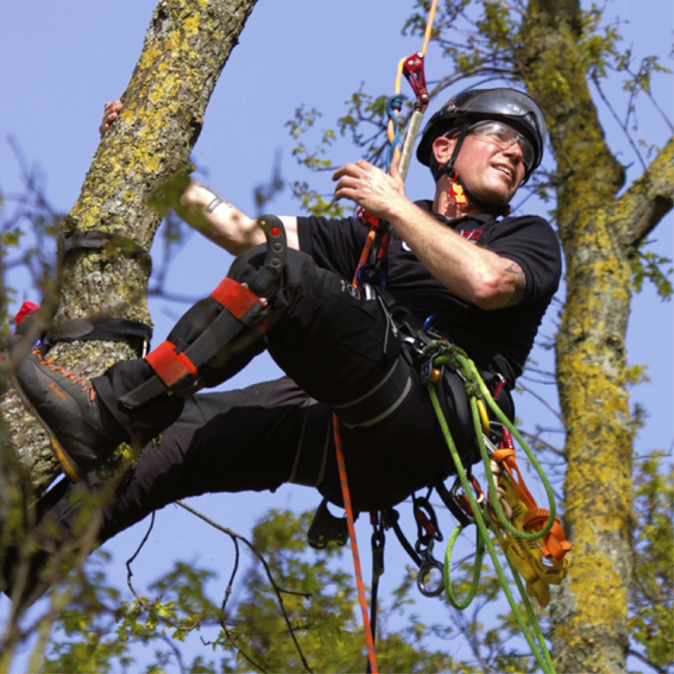 The Future of Arboriculture: Technological Innovations