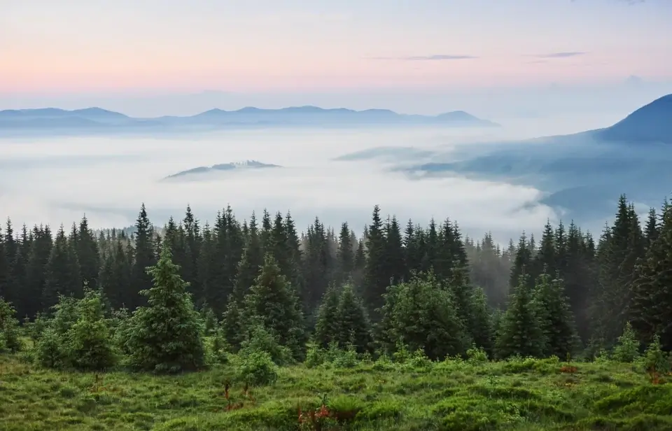 The Relationship Between Trees, Soil Health, and Arboriculture