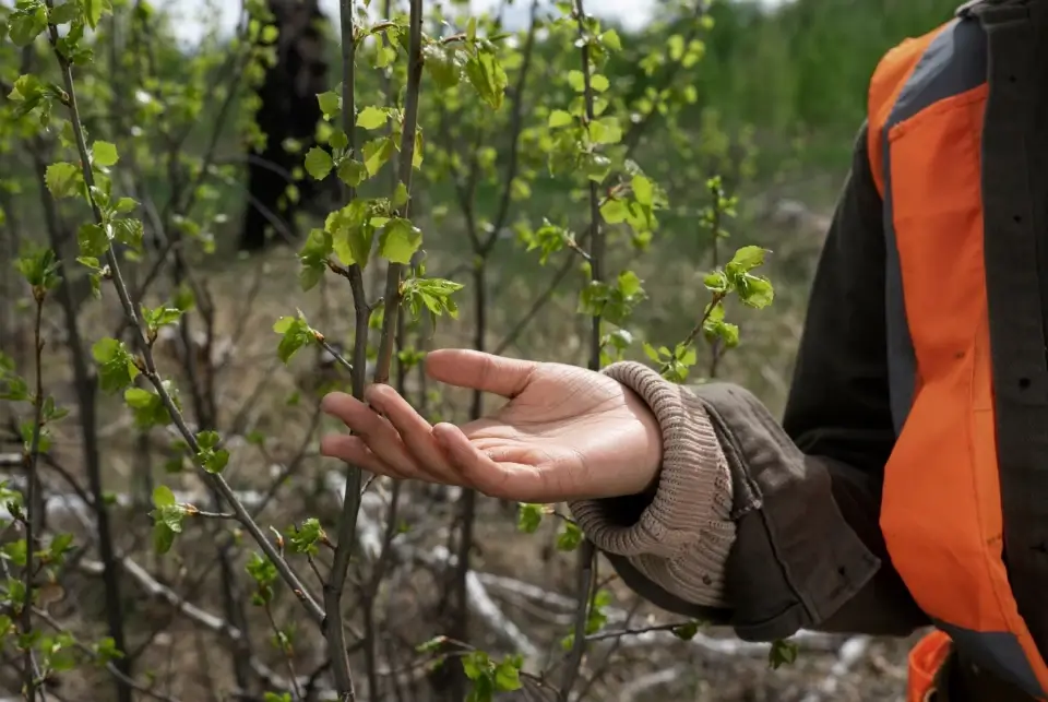 Pre-Construction Tree Assessment