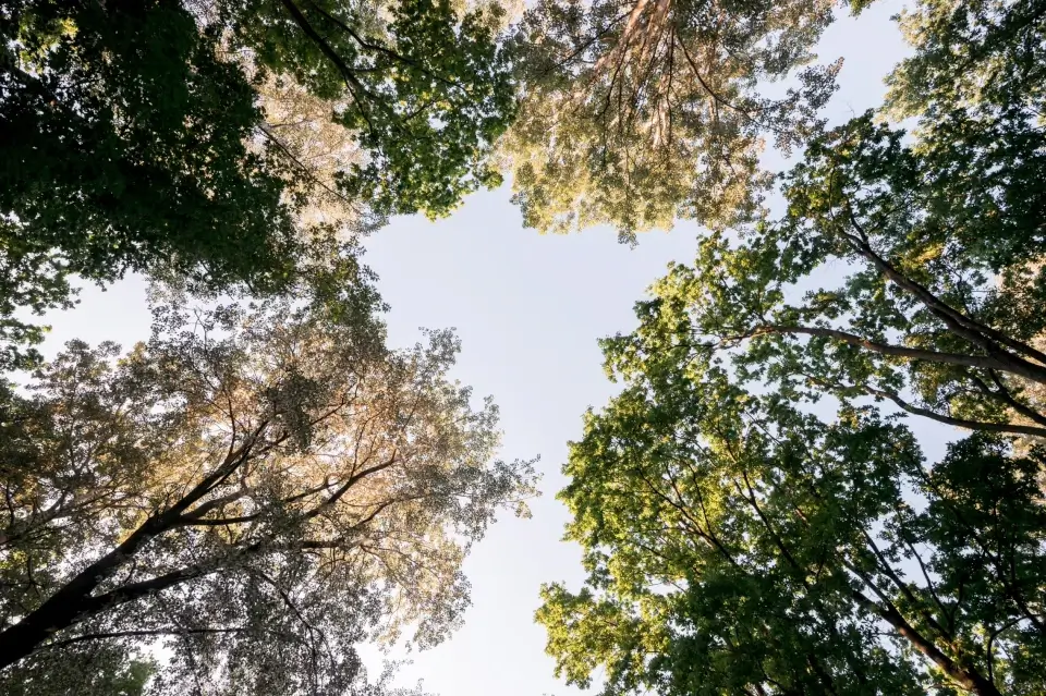 Tree Protection Zones