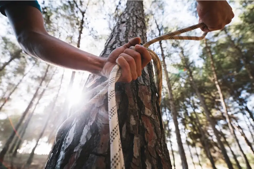 Use of Tree Cabling and Bracing