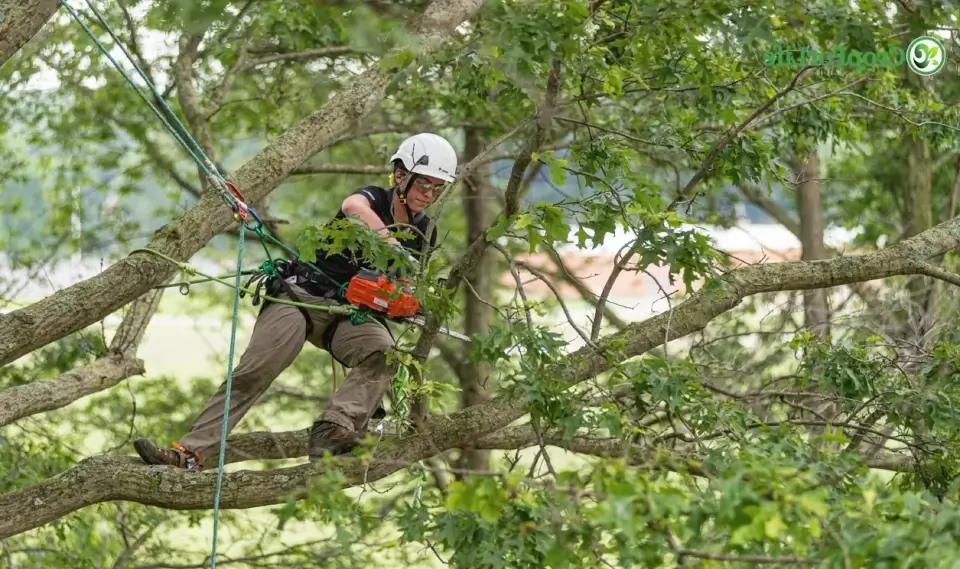 The History and Evolution of Arboriculture: A Look Back at the Industry's Roots