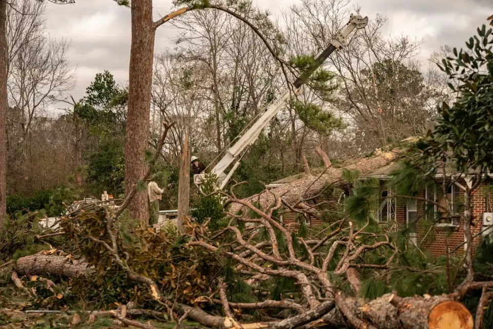 Emergency Tree Care: What to Do After Storms and Natural Disasters