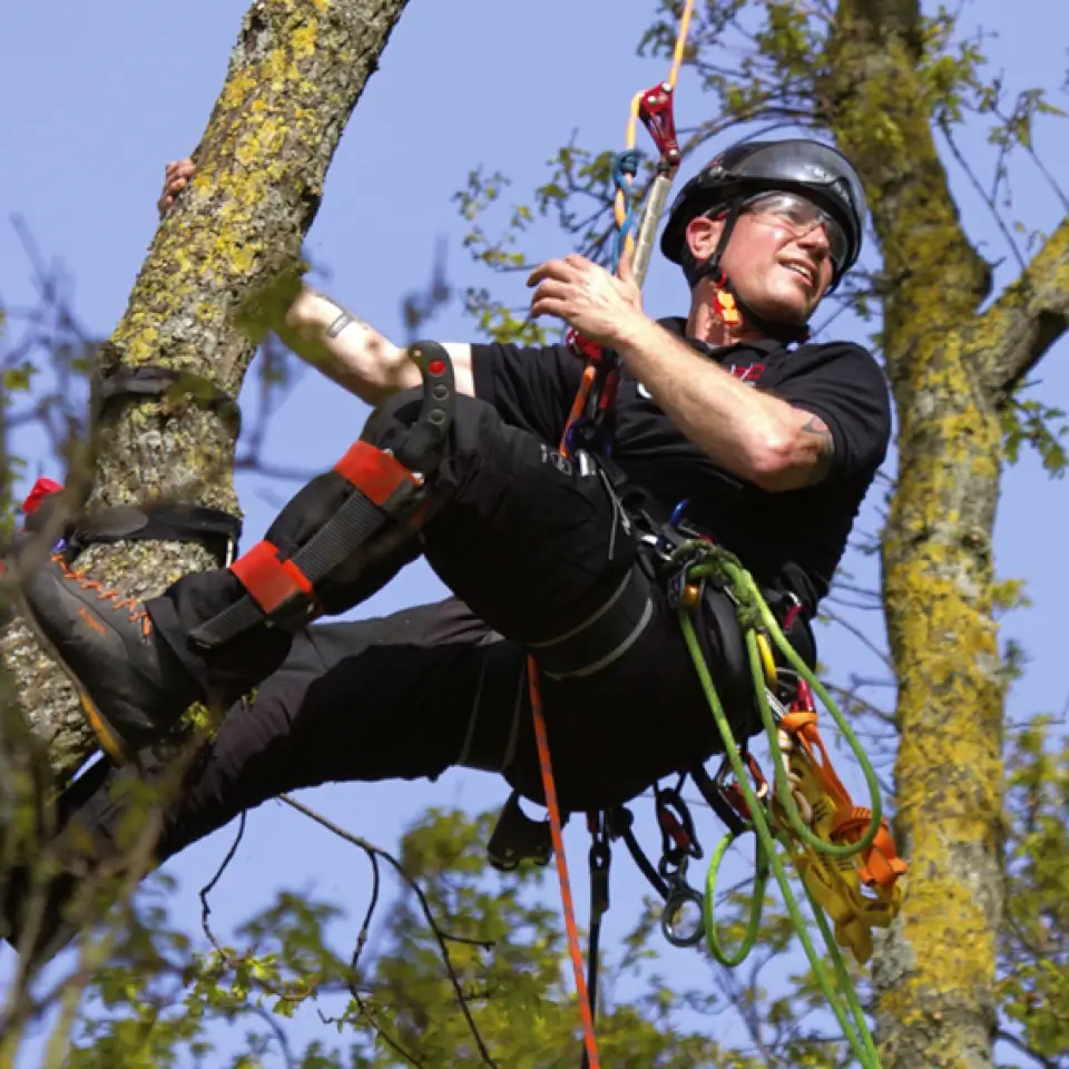 Fun Facts About Tree Climbing – Arbo Space