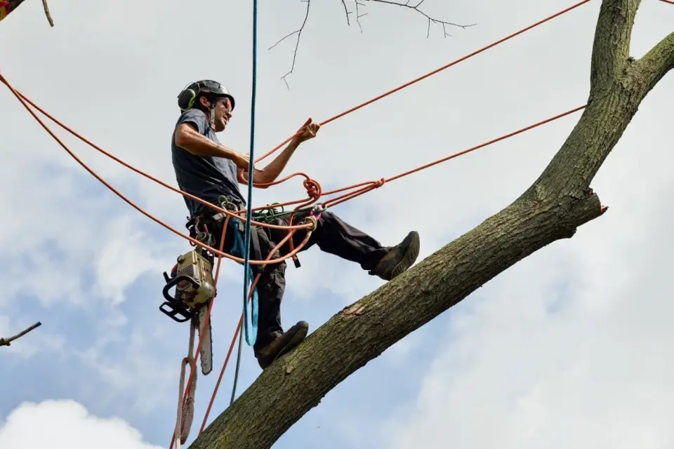 Rigging vs. Crane Removals: Guide for Arborists