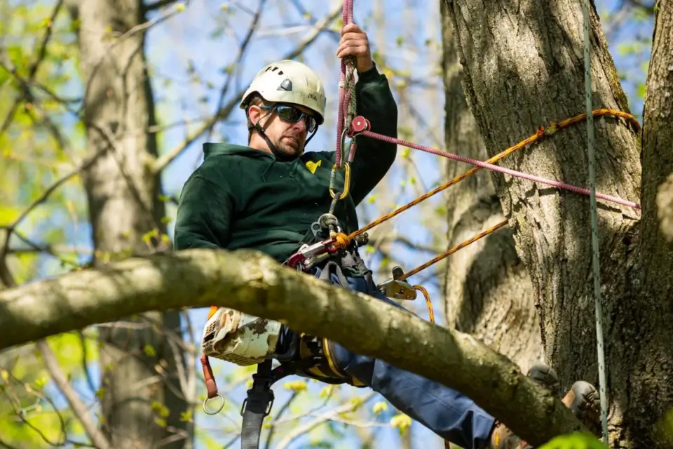 Best boots for tree work best sale