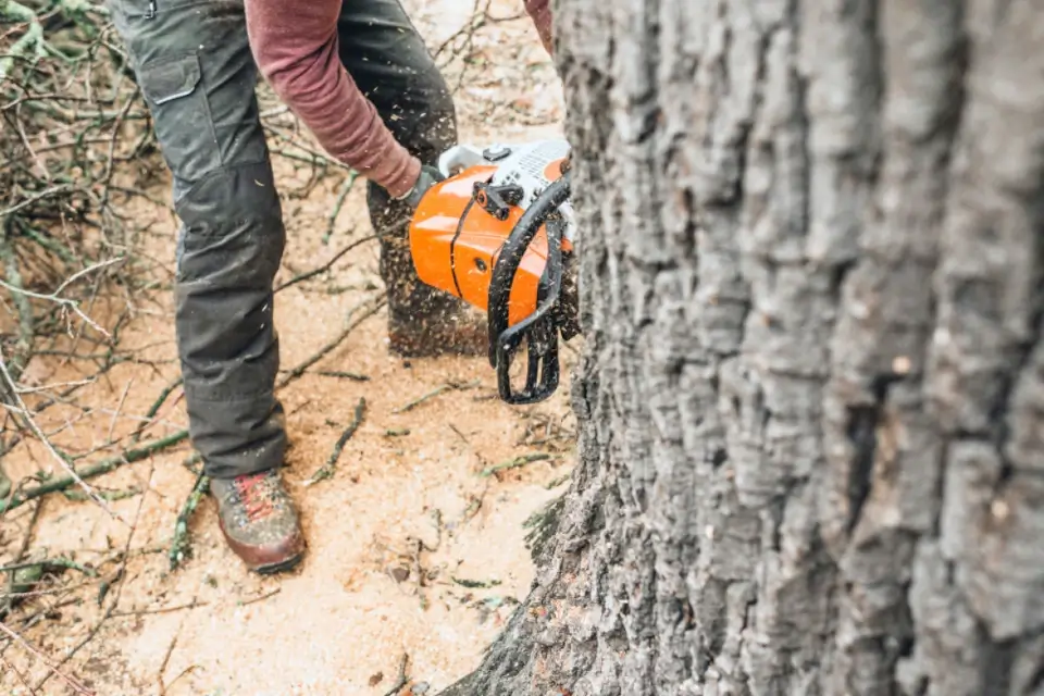 Embracing the Global Canopy: A Guide for Arborists to Work Anywhere in the World
