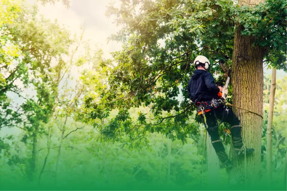 Unlocking Client Confidence: The Essential Role of Arborist Certification