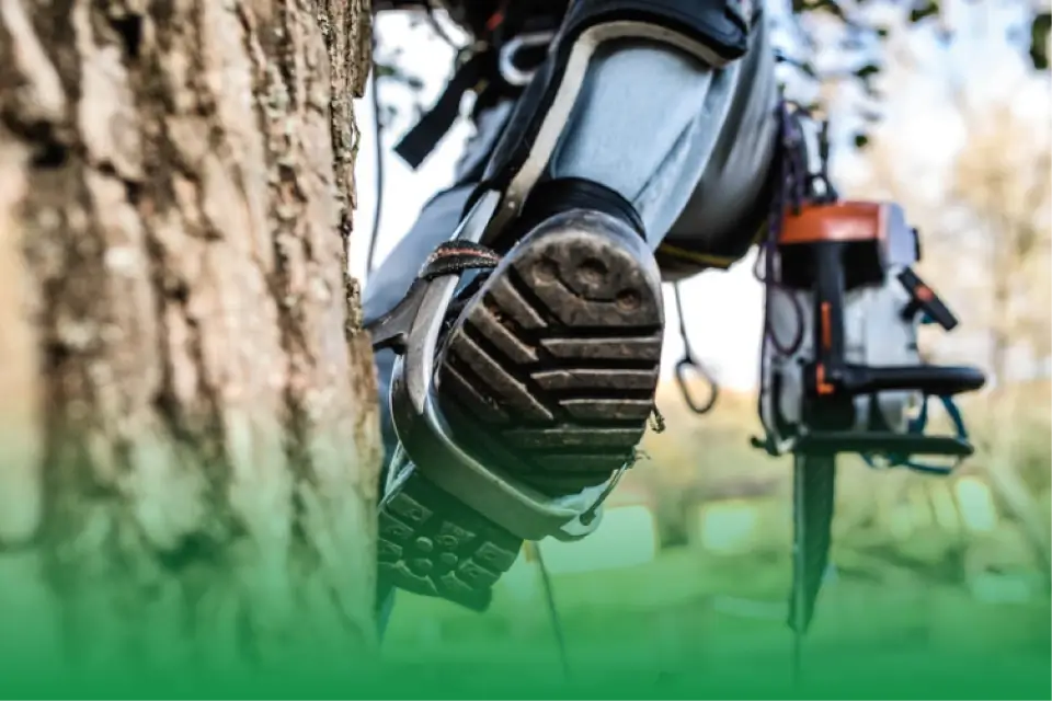 8 Essential Workshops and Training Courses Every Up-And-Coming Arborist Should Take