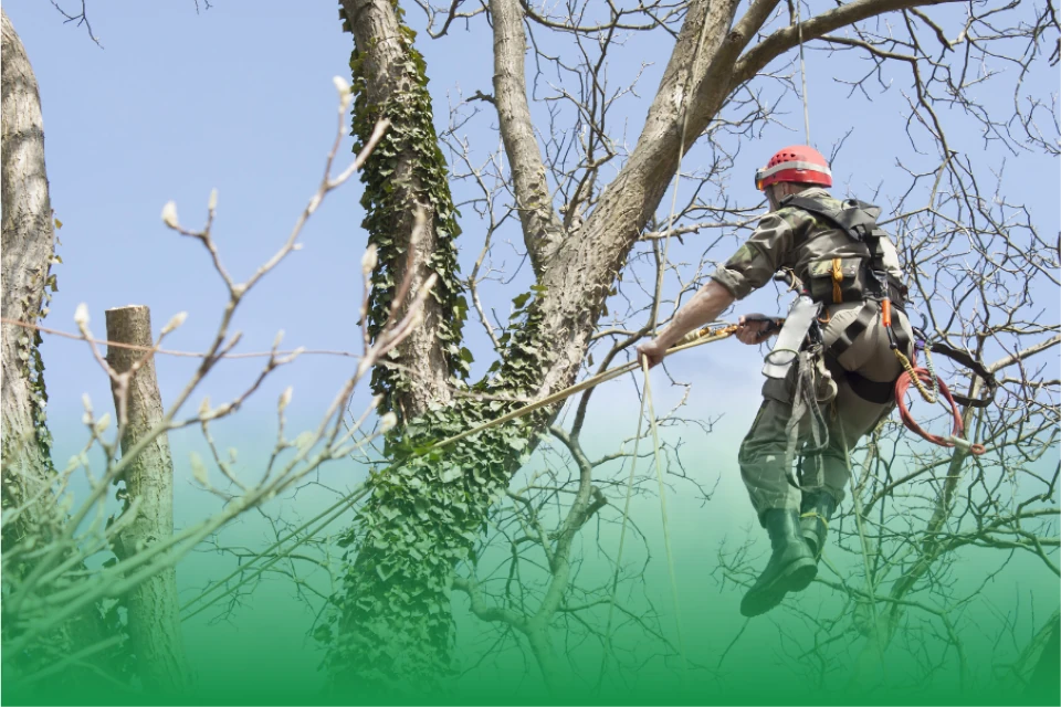 Deliver Exceptional Tree Care Services