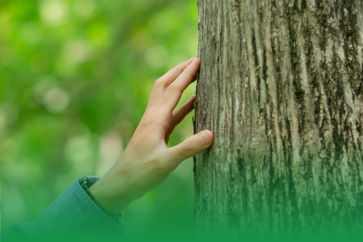 Implement a Proactive Approach to Tree Health