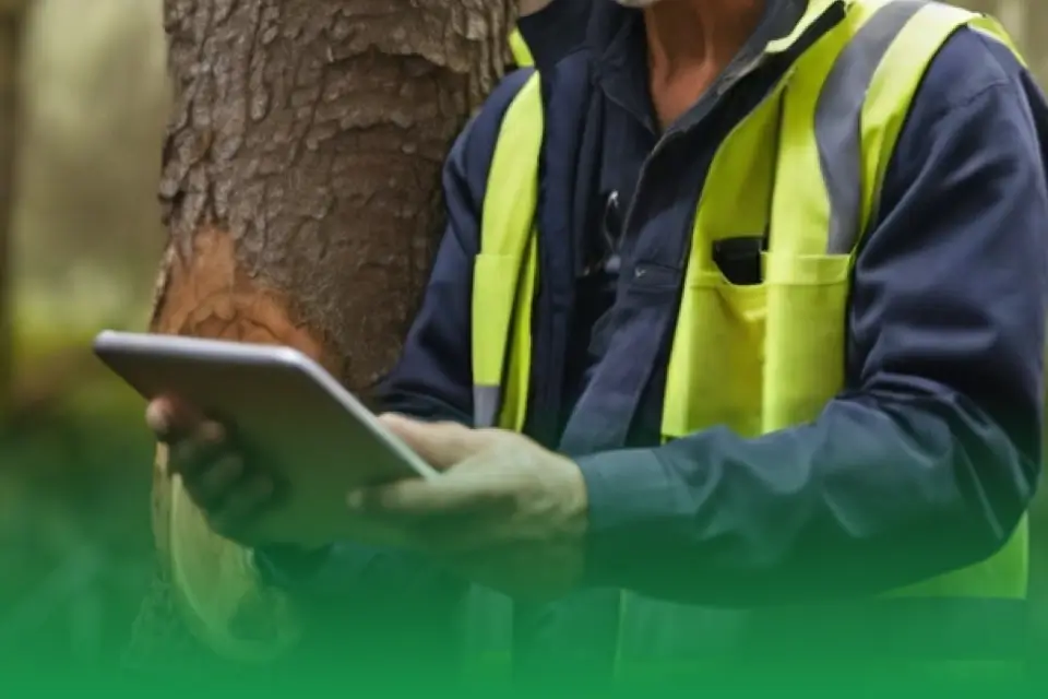 4 Crucial Stages for Ensuring Emergency Preparedness in the Arboriculture Industry