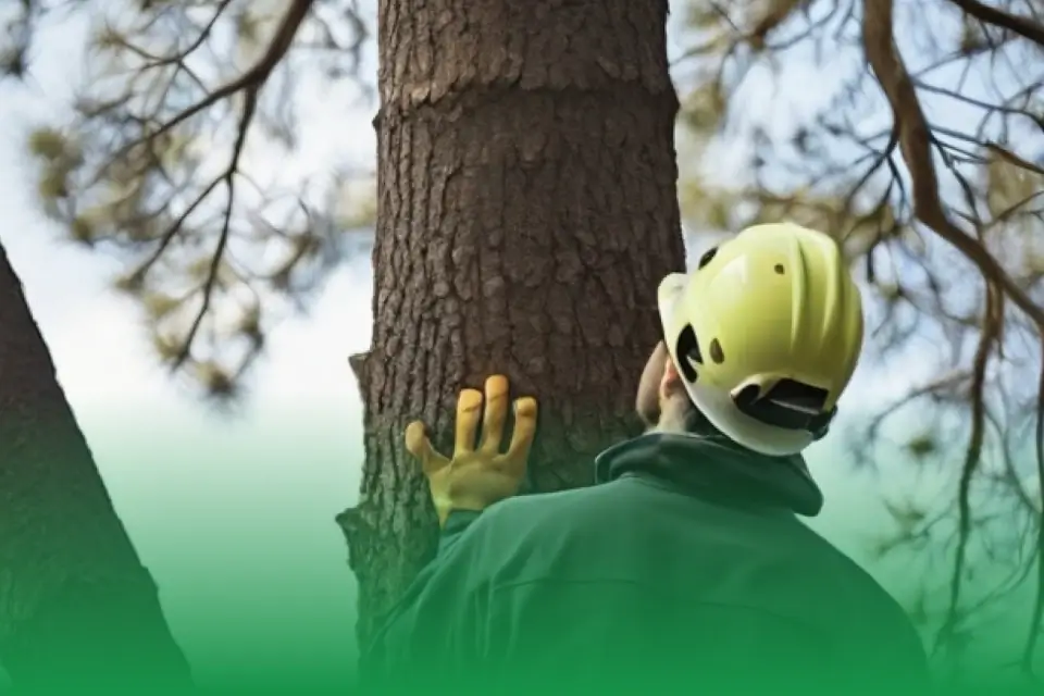5 Vital Strategies for Risk Management to Improve Your Arboriculture Operations