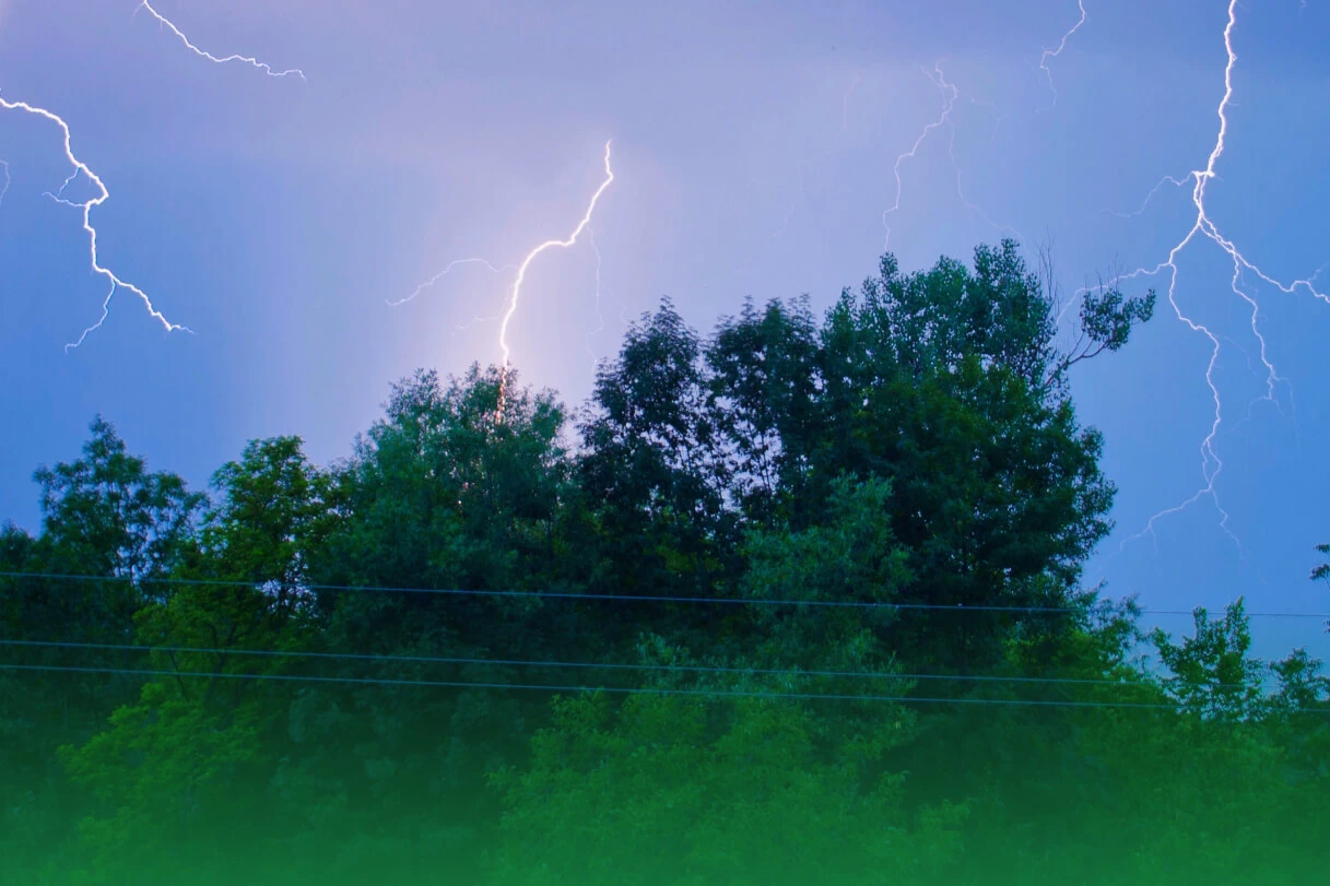 Weather the Storm: Pro Tips to Protect Your Trees from Extreme Weather