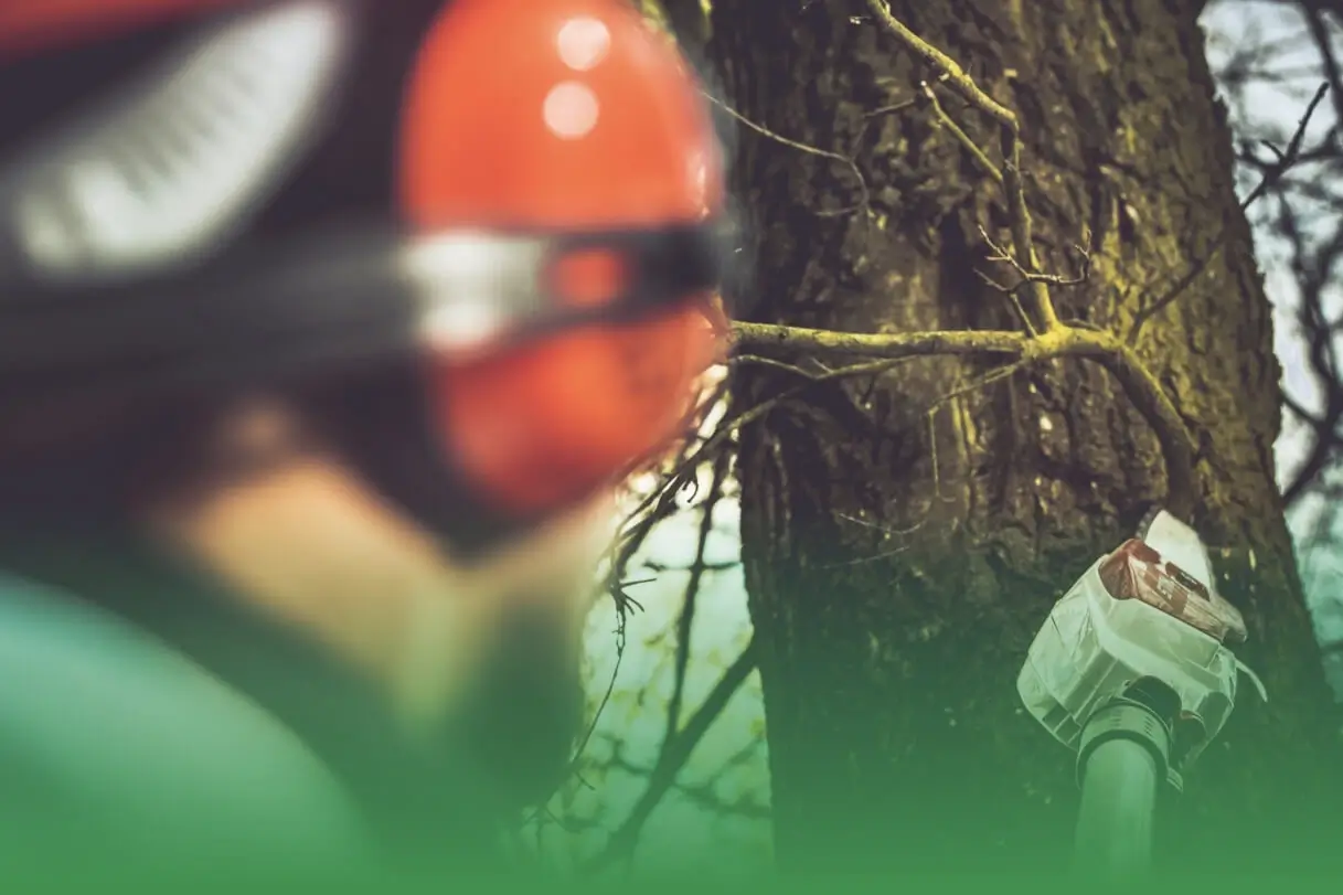 The Arborist's Guide: Supporting Trees Through Extreme Weather Challenges