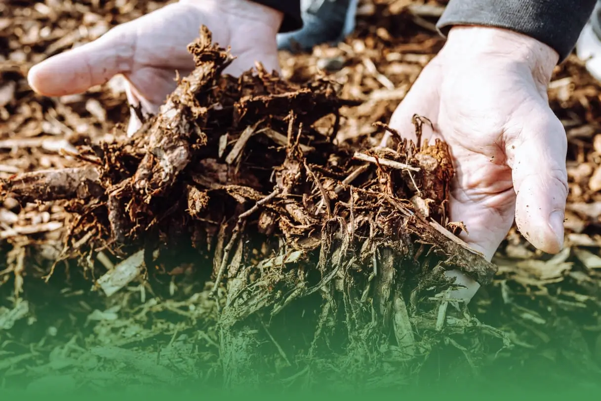 Top Eco-Friendly Tree Care Products Every Arborist Should Use