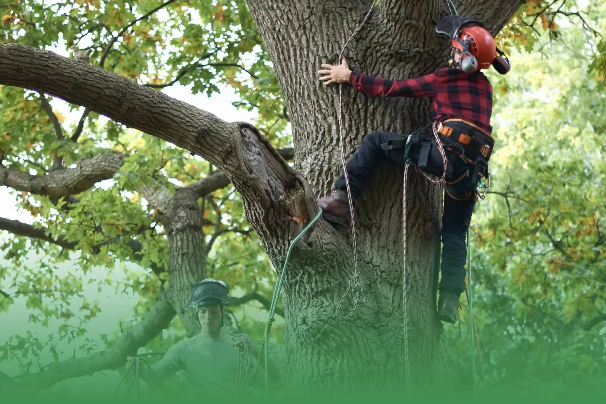 How to Implement Eco-Friendly Tree Care Practices