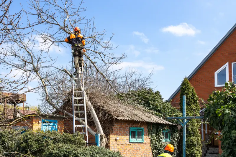 Perfect Methods of Tree Maintenance During Construction