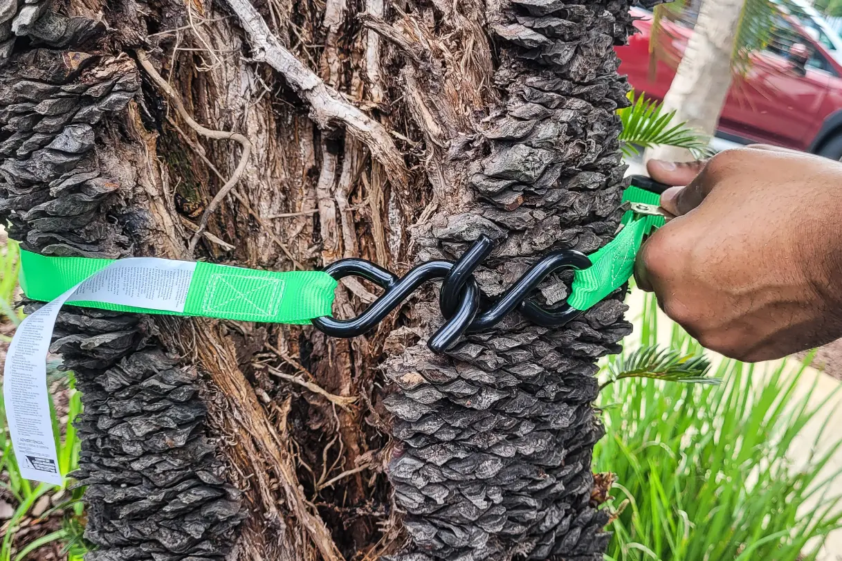 Technological Advancements That Have Bolstered Successful Preservation of Trees