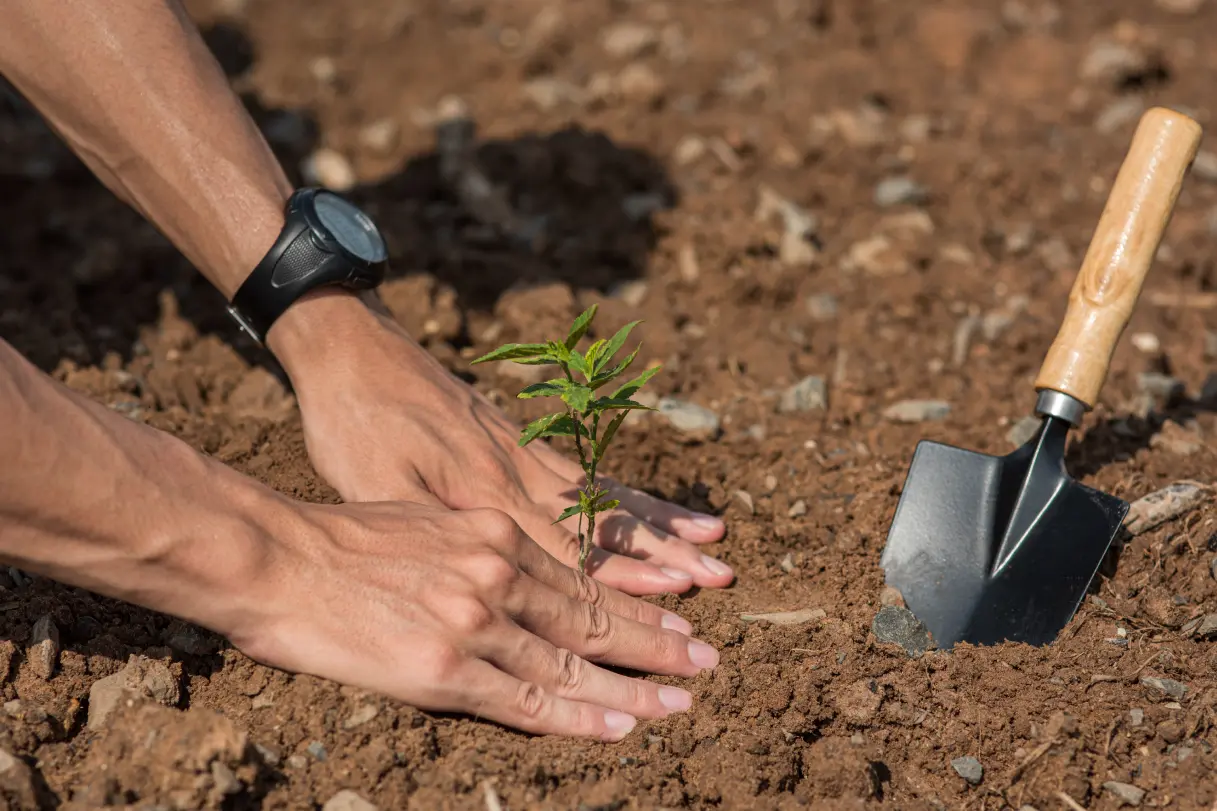 The Economic Advantages of Initiatives for Tree Planting
