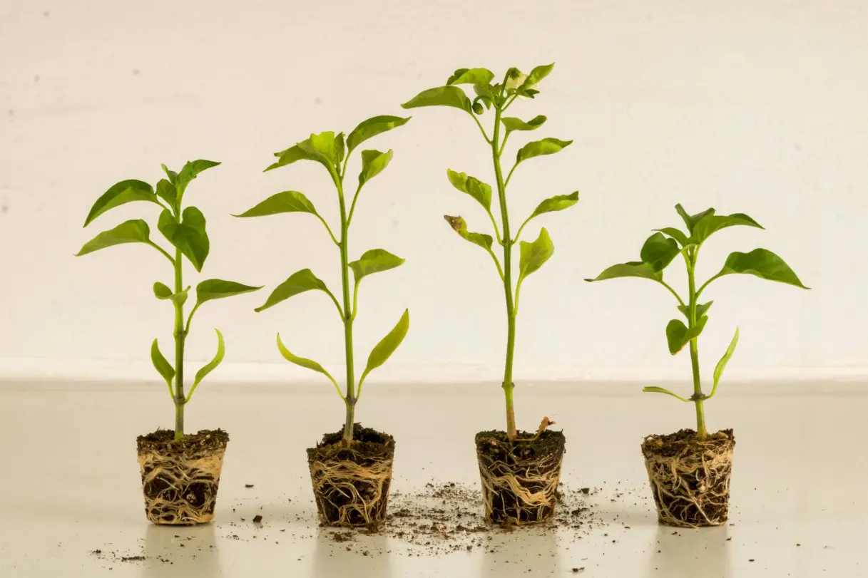 Advanced Methods of Tree Propagation: Guide for Arborists