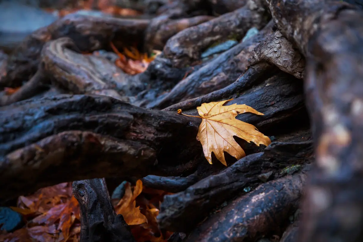 Understanding and Managing the Architecture of Tree Roots