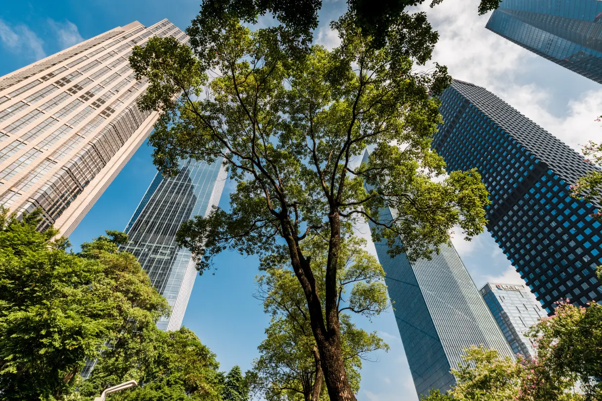 Effect of Urbanization on the Health of Trees