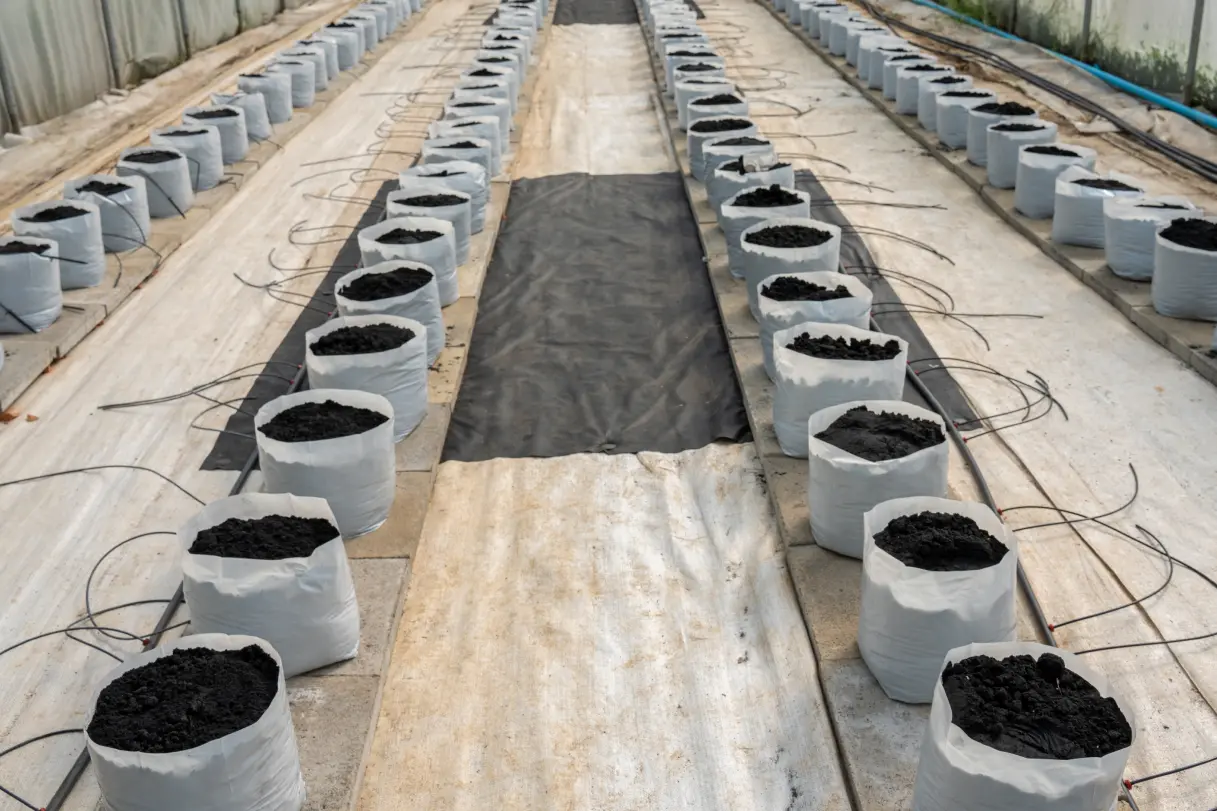 Using Biochar for Enhancing Tree Soil