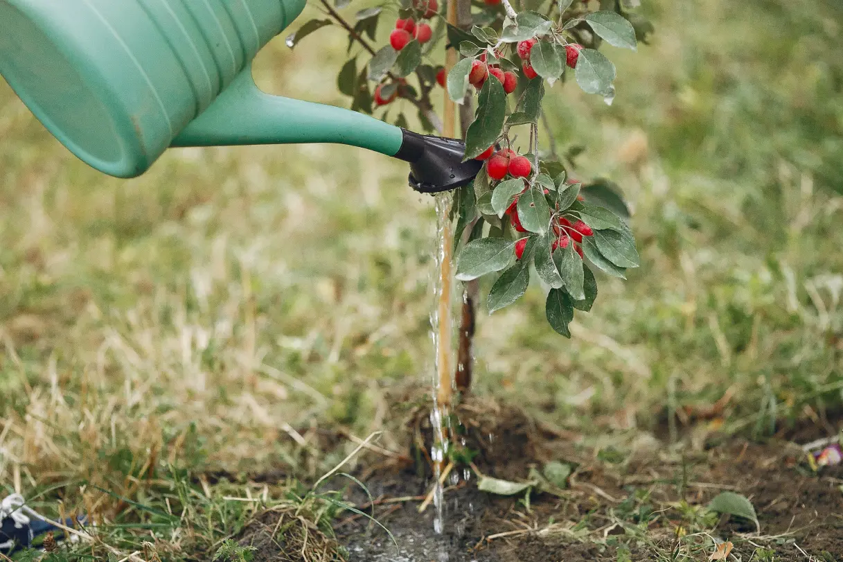 Best Strategies for Tree Watering Schedules