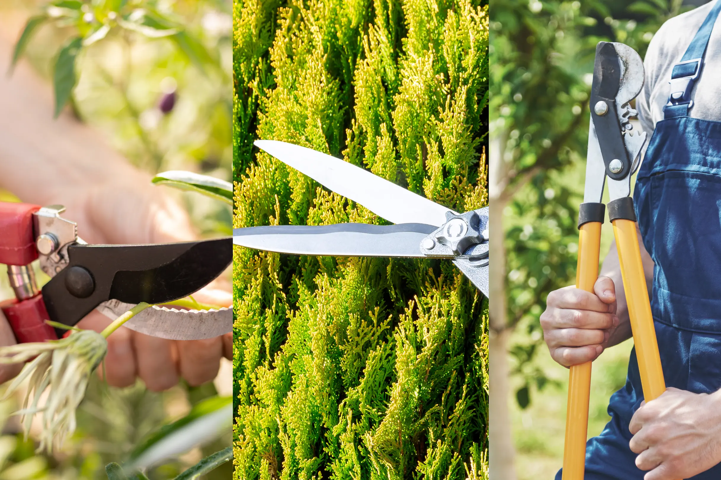 Essential Landscaping Tools Every Arborist Should Have