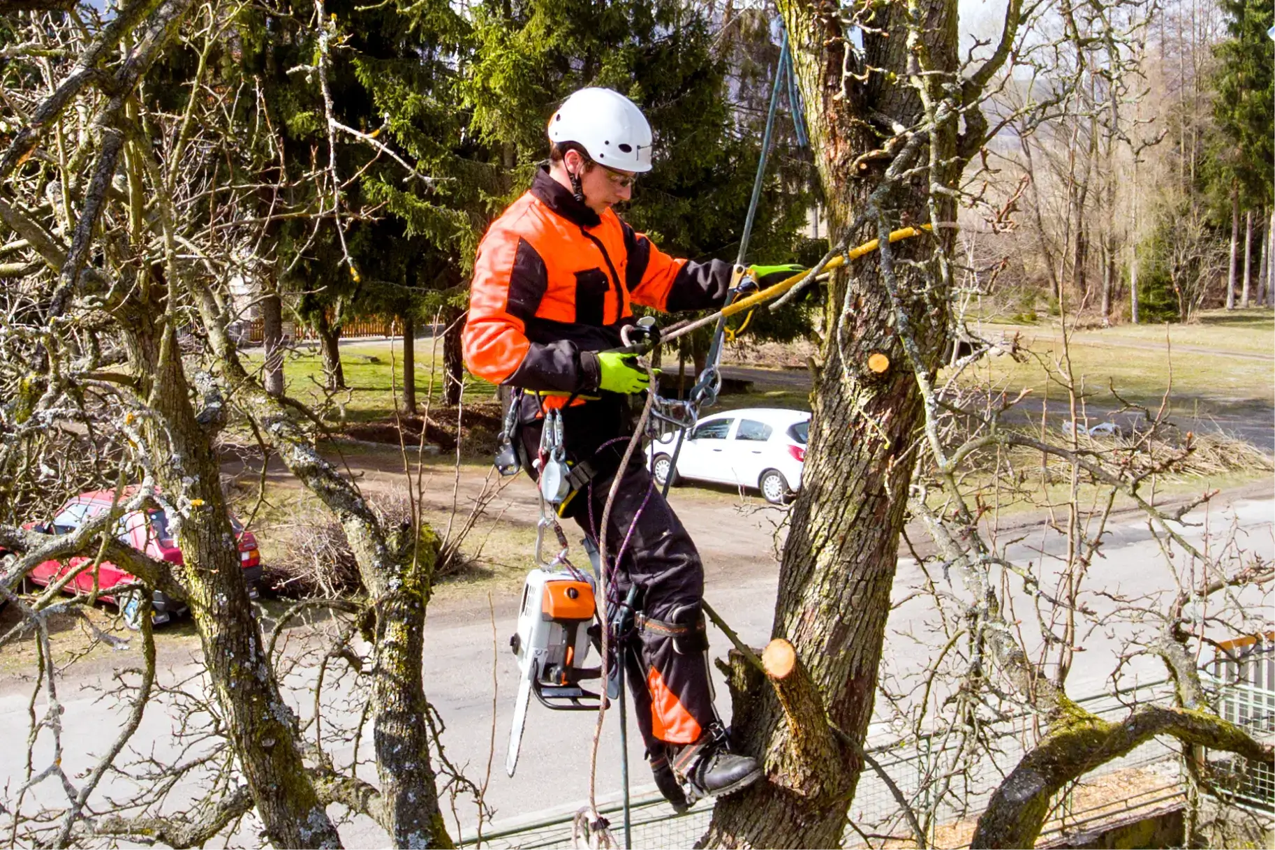 How To Become an Arborist: A Simple Guide