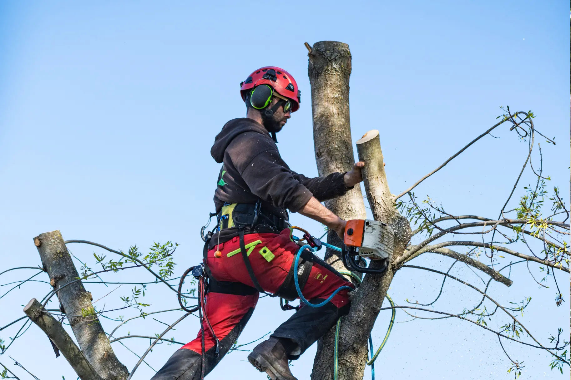 How To Become an Arborist?