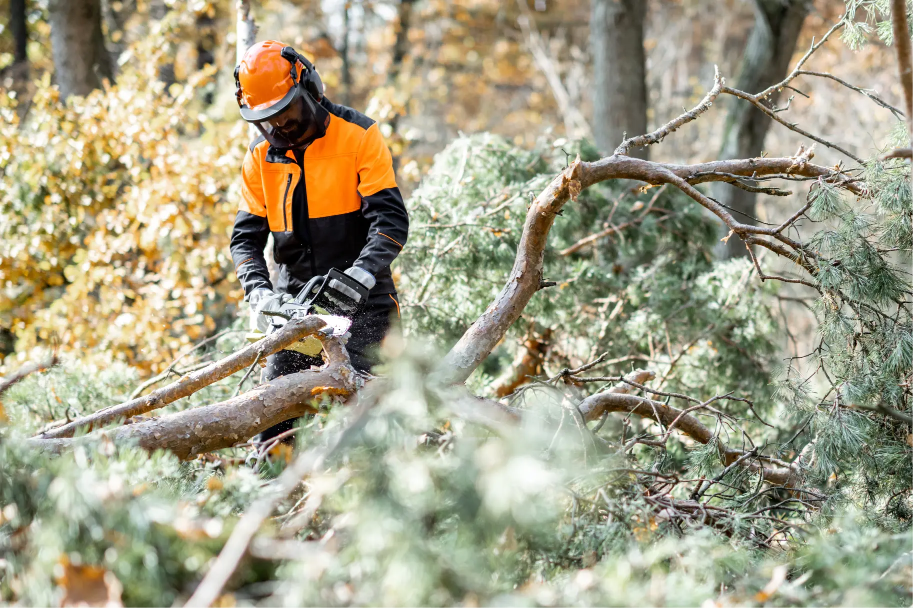 Is it dangerous to be an arborist?