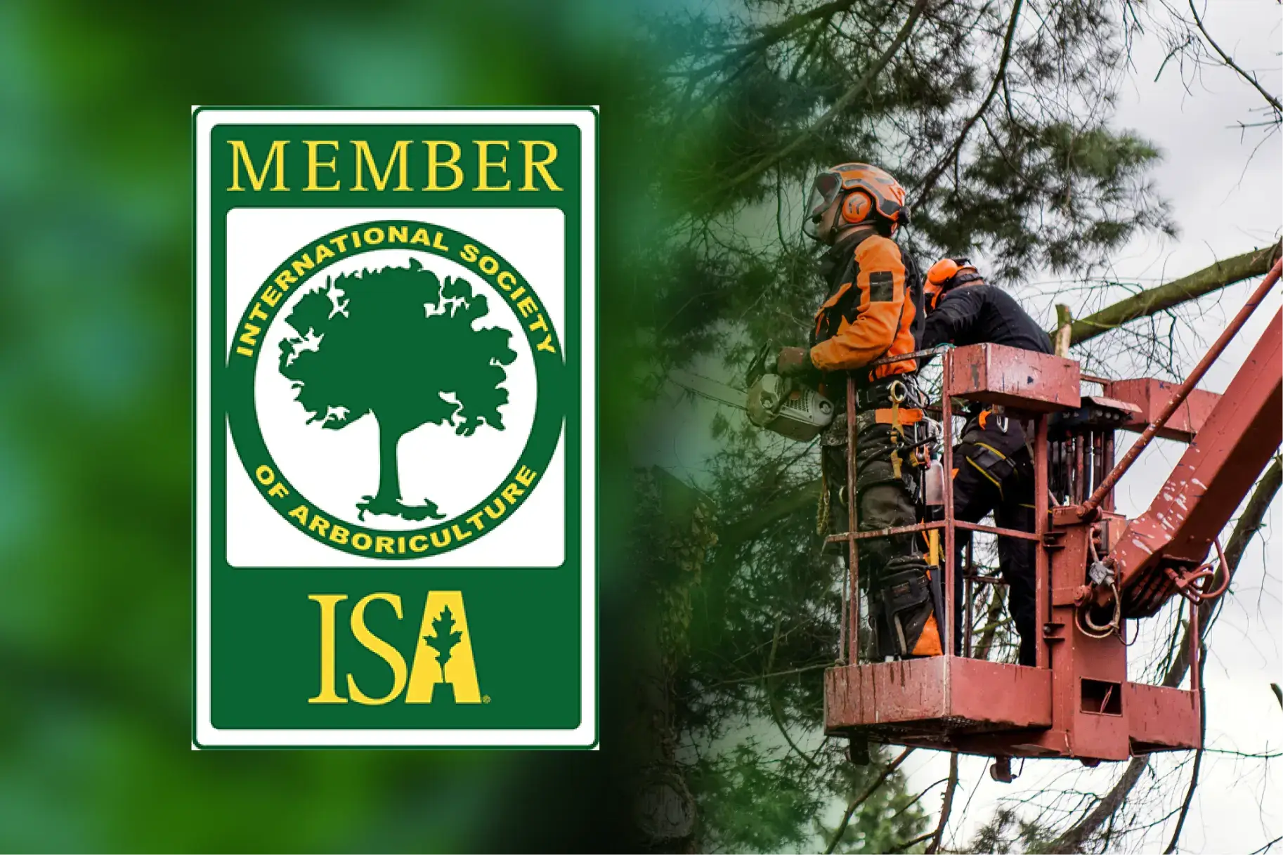 What are Tree Care Associations?