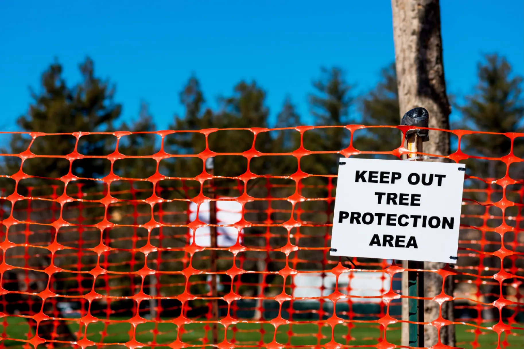 Tree protection: laws